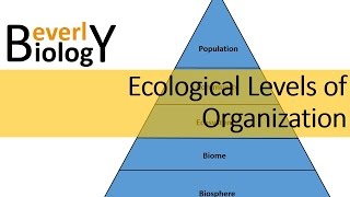 Ecological Levels of Organization [upl. by Parfitt335]