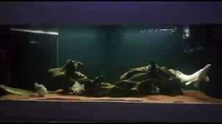 6 feet Platinum Alligator Gar Aquarium  Custom made by N30 Singapore [upl. by Ninnette]