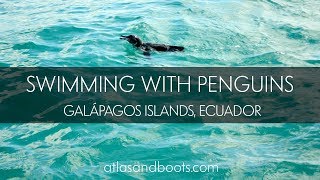 Swimming with Galápagos Penguins [upl. by Ahsanat210]