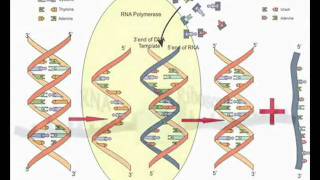 Geheimnisvolle Evolution Teil II  Neodarwinismus [upl. by Valoniah]