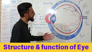 Human eye class 10 biology  Human eye anatomy  parts of human eye [upl. by Trabue]