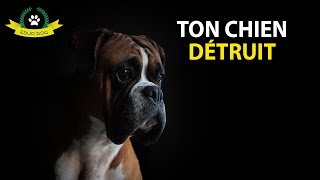 Mon chien fait des bêtises et détruit des choses  que faire [upl. by Oca316]