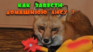 Как завести домашнюю лису [upl. by Aronal]