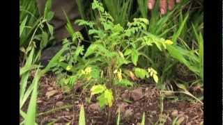 Moringa Documentary [upl. by Lurie611]