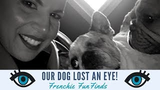 Our Dog Lost an Eye Details of Enucleation Surgery on a French Bulldog [upl. by Cilurzo]