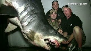 Fishermen catch huge 1300 lb mako shark [upl. by Mur228]