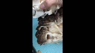 How to clean Maitake Mushrooms hen of the woods [upl. by Keelby210]