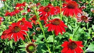 Best Perennials  Echinacea Sombrero™ Salsa Red Coneflower [upl. by Hassi]