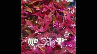 Red EASY to Keep Aquarium Plant  3 Types of Alternanthera Reineckii [upl. by Fax]