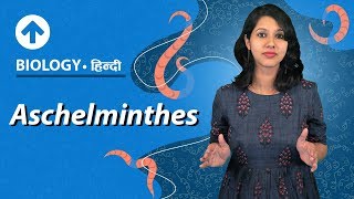 Aschelminthes  Hindi  Diversity In Living Organisms  Biology Class 9 [upl. by Akir]