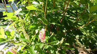 Clethra Alnifolia Ruby Spice 4K UHD [upl. by Nylanna544]