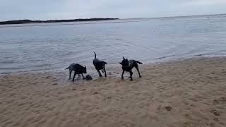 Adderslot labrador retrievers visiting beach [upl. by Rema804]