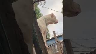 Subiu aqui no morro pra correr perigo￼ dogoargentino tiktok wwe [upl. by Britta]