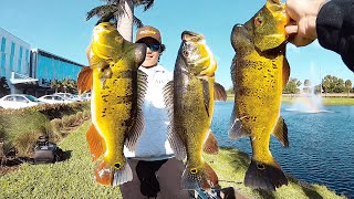 Catching GIANT Peacock Bass In Florida  Over 80 Fish in 4 Hours [upl. by Haorbed]