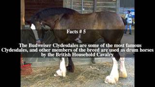 Clydesdale horse Top  10 Facts [upl. by Mandler]