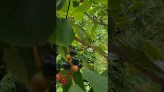 Chokecherry in season nature oregon wetlands wildlife plants shorts [upl. by Curtis647]