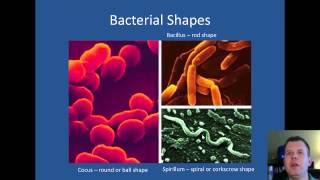 Cell Structure and Prokaryotes [upl. by Luapnhoj985]