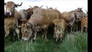 Transhumance Race Aubrac mei 2015 Montagne Pailherols Cantal [upl. by Etterual]