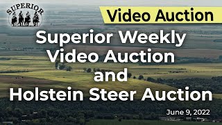 Superior Livestock Weekly Video Auction [upl. by Yrrap369]