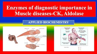 Enzymes of diagnostic importance in Muscle diseases CK Aldolase  Applied Biochemistry  Nursing [upl. by Jumbala]