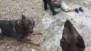 K9 Praised for Catching Suspect After Separating From Deputy [upl. by Arahd]