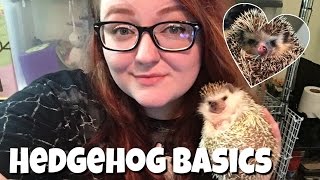 Hedgehog Care The Basics [upl. by Samuela]