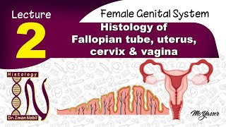 2Histology of Fallopian tubeuteruscervix and vaginaFemale reproductive system [upl. by Assin]