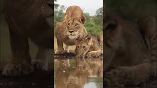 quotHeartwarming Moments Lion Mom and Adorable Lion Cub Drinking Water shorts shortsfeed [upl. by Nabru]