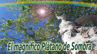 El Plátano o Platanera de Sombra  Platanus x hispanica [upl. by Coady871]