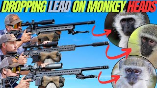 DROPPING LEAD ON MONKEY HEADS WITH FX DRS PRO AIRGUN I LONG RANGE MONKEY HUNTING CARNAGE [upl. by Yael]