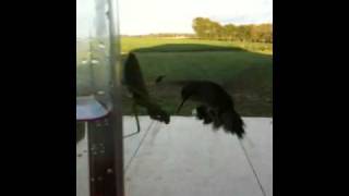 Praying Mantis Snags Hummingbird [upl. by Akiria887]