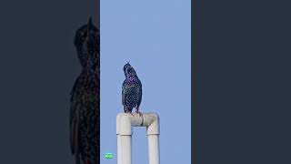 Common Starling Call Song  Birds  India [upl. by Nalat661]