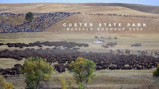 Custer State Park Buffalo Roundup 2020  Everything You Need to Know [upl. by Atnuahc278]