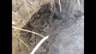 Rattlesnake Den Closeup [upl. by Rozalie881]