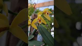 Cattleya Luteola vamos conhecer essa linda orquídea💛🌼💛 [upl. by Yatnuahs]