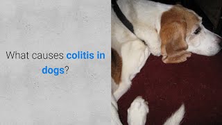 What causes colitis in dogs 6 causes [upl. by Varrian776]