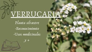 🌱 Verrucaria  Planta Silvestre Contra las Serpientes 🐍 [upl. by Rhodes734]