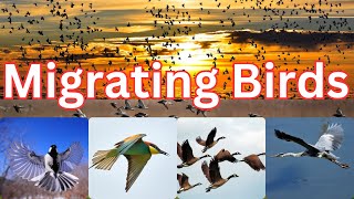 Birds Migration  Migrating Bird Names  Migrating Birds  Bird Names [upl. by Ahsimik]