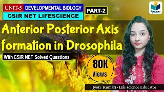 ANTERIORPOSTERIOR AXIS FORMATION IN DROSOPHILA PART2  CSIR NET DEVELOPMENTAL BIOLOGY [upl. by Eybbob]