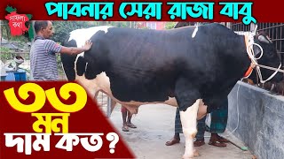 ৩৩ মন ওজনের বিশাল দেহের রাজা বাবুর দাম কত ২০২৪ সালের কোরবানির সবচেয়ে বড় গরু  Qurbani Goru 2024 [upl. by Oigres]