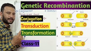 Conjugation Transduction Transformation ProkaryotesMutation and Genetic Recombinantion [upl. by Hauser]