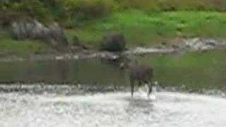 Moose running in water Avondale Newfoundland [upl. by Iredale]