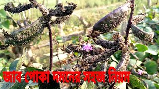 সিম চাষে জাব পোকার আক্রমণ এবং জাবপোকা দমনের সহজ নিয়ম  Treatment of aphids  Jab poka daman [upl. by Ynnoj]