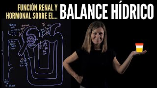 Regulación renal y hormonal del Balance hídrico homeostasis de la volemia [upl. by Aneek708]