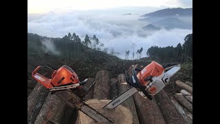 Stihl Ms 462 vs Husqvarna 572 XP [upl. by Aleahc712]