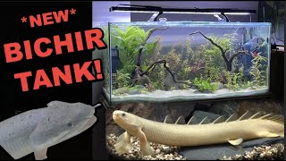 NEW BICHIR  Senegal Bichir Aquascape Tank [upl. by D'Arcy750]