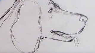 How to Draw a Dog  Spaniel Step by Step [upl. by Neeleuqcaj]