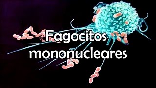 Fagocitos mononucleares [upl. by Hoashis]