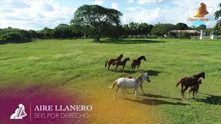 SEIS POR DERECHO  AIRE LLANERO [upl. by Mannie]