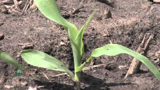 Farm Basics  Corn Growth Stages 737 Air Date 52012 [upl. by Nesila]